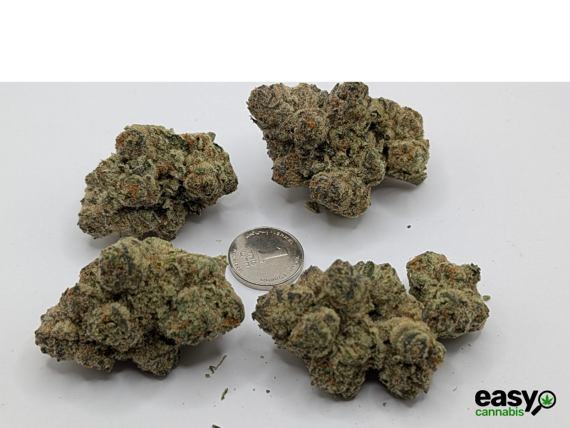 קנאביס רפואי תפרחת אם איי  - T22/C4 - MA פלאנטק מדיקל יום\לילה - היברידי