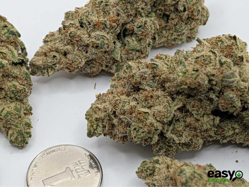 קנאביס רפואי תפרחת פי או  - T22/C4 - PO פלאנטק מדיקל יום\לילה - היברידי