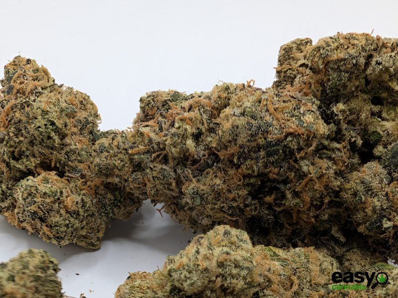 קנאביס רפואי תפרחת פי או  - T22/C4 - PO פלאנטק מדיקל יום\לילה - היברידי