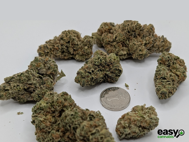 קנאביס רפואי תפרחת טי איי  - T22/C4 - TA פלאנטק מדיקל לילה - אינדיקה