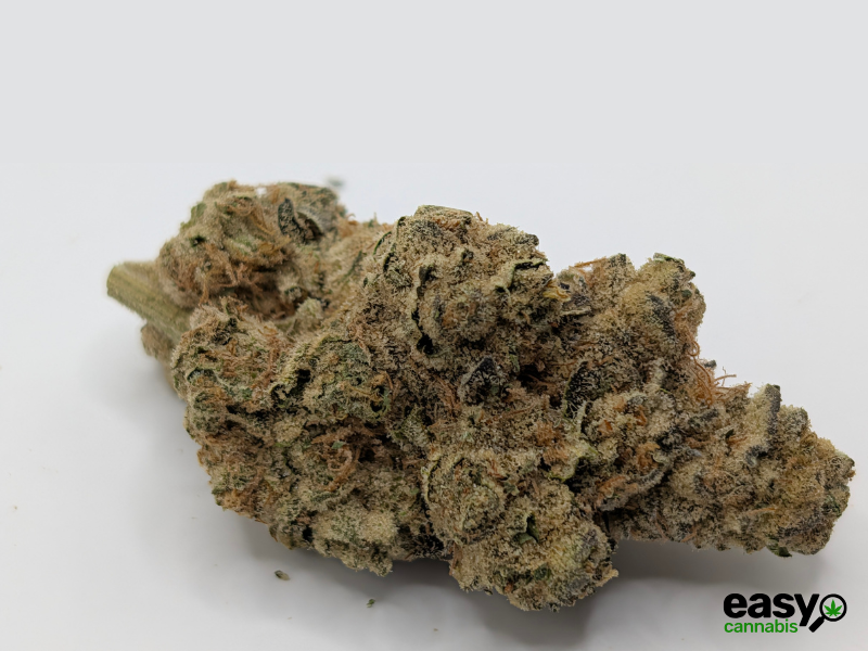 קנאביס רפואי תפרחת טי איי  - T22/C4 - TA פלאנטק מדיקל לילה - אינדיקה