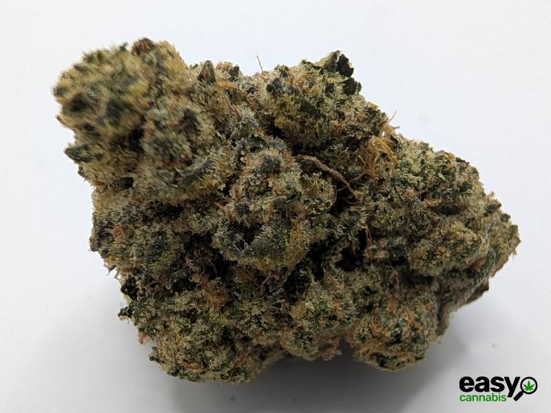 קנאביס רפואי תפרחת קיו - T22/C4 - Q פלאנטק מדיקל לילה - אינדיקה