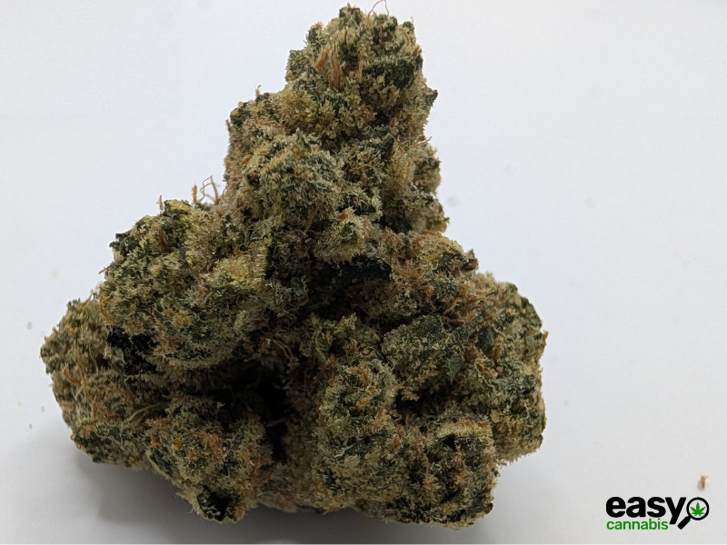 קנאביס רפואי תפרחת קיו - T22/C4 - Q פלאנטק מדיקל לילה - אינדיקה