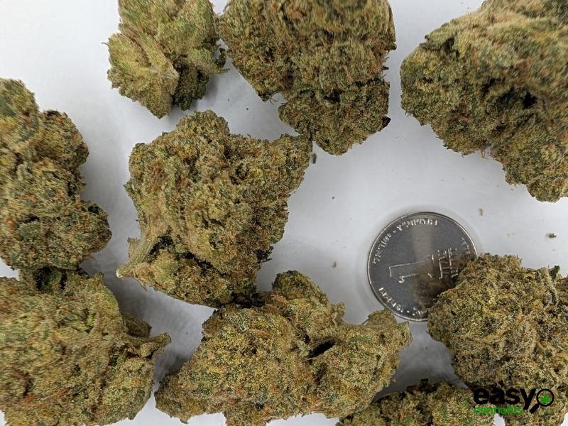 קנאביס רפואי תפרחת קיו - T22/C4 - Q פלאנטק מדיקל לילה - אינדיקה