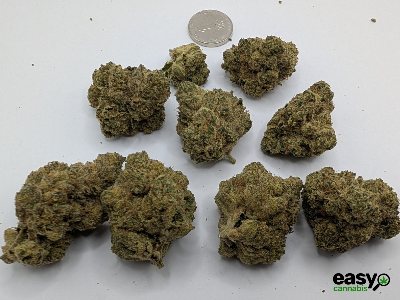 קנאביס רפואי תפרחת קיו - T22/C4 - Q פלאנטק מדיקל לילה - אינדיקה