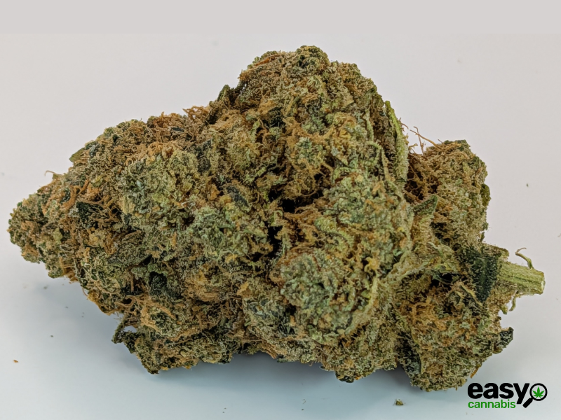 קנאביס רפואי תפרחת לאבו - T22/C4 - Labo טריכום יום\לילה - היברידי