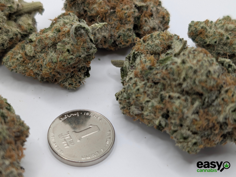 קנאביס רפואי תפרחת ג'י אם או.טי - T22/C4 - GMO.T קנאבר לילה - אינדיקה