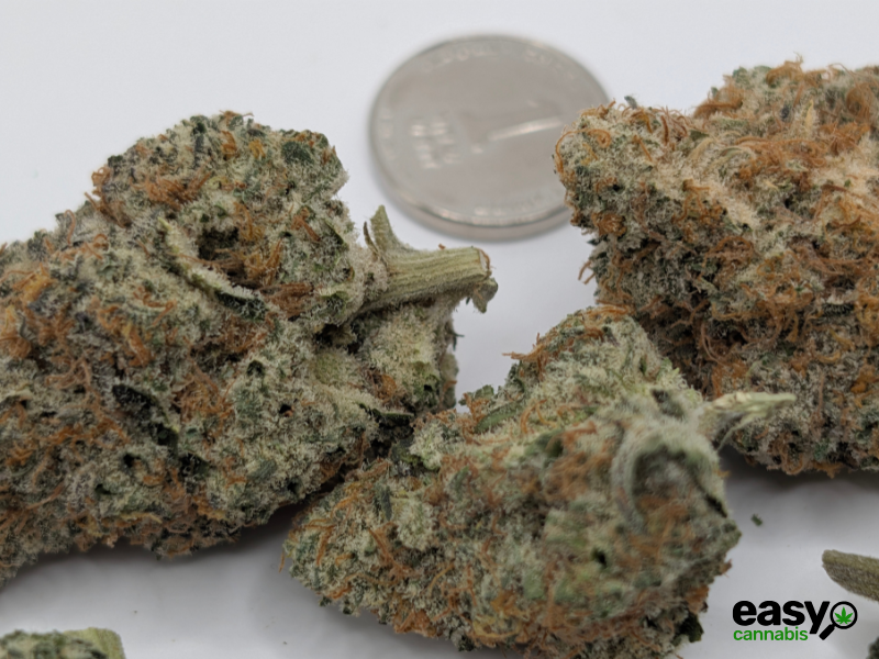 קנאביס רפואי תפרחת ג'י אם או.טי - T22/C4 - GMO.T קנאבר לילה - אינדיקה