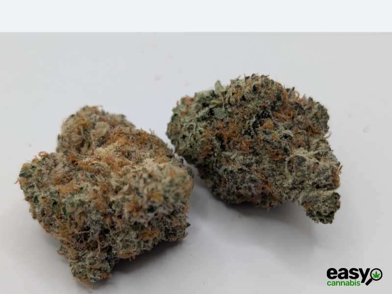 קנאביס רפואי תפרחת ג'י אם או.טי - T22/C4 - GMO.T קנאבר לילה - אינדיקה