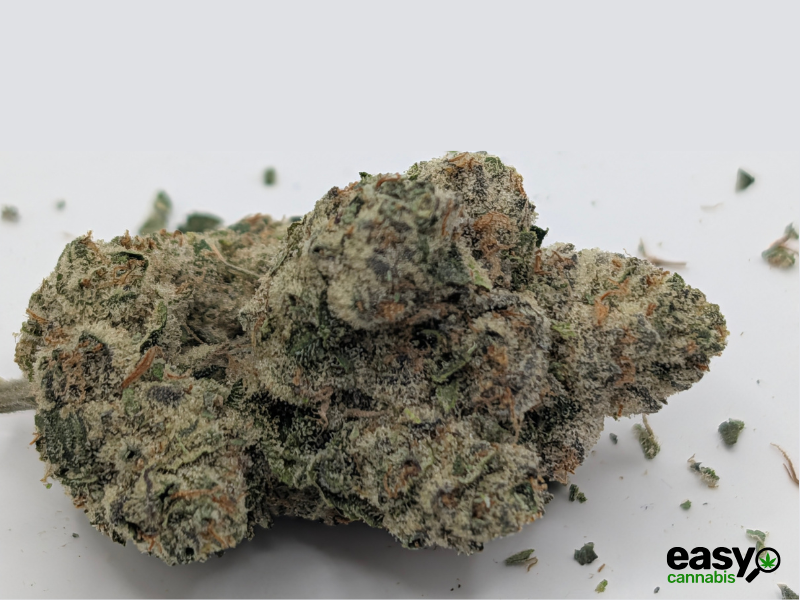 קנאביס רפואי תפרחת דאבליו.אר - T22/C4 - W.R קנאבר לילה - אינדיקה