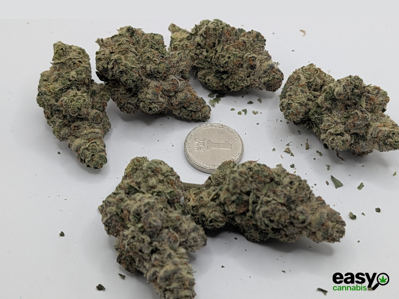 קנאביס רפואי תפרחת דאבליו.אר - T22/C4 - W.R קנאבר לילה - אינדיקה