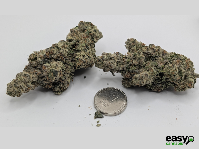 קנאביס רפואי תפרחת דאבליו.אר - T22/C4 - W.R קנאבר לילה - אינדיקה