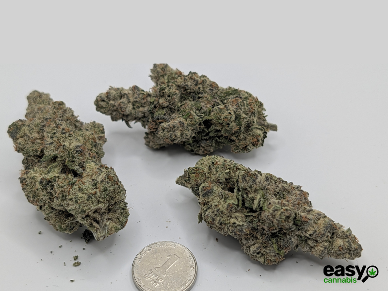 קנאביס רפואי תפרחת דאבליו.אר - T22/C4 - W.R קנאבר לילה - אינדיקה