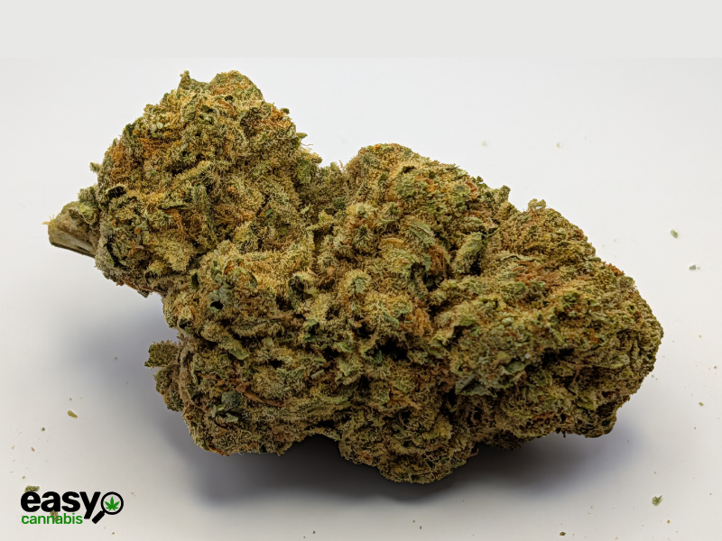 קנאביס רפואי תפרחת ס.גנדי - T22/C4 - S.Gandhi גרינמד לילה - אינדיקה