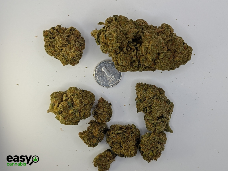 קנאביס רפואי תפרחת ס.גנדי - T22/C4 - S.Gandhi גרינמד לילה - אינדיקה