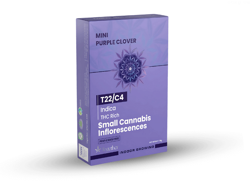 קנאביס רפואי תפרחת פרפל קלובר מיני - T22/C4 - Purple Clover Mini טוגדר פארמה לילה - אינדיקה