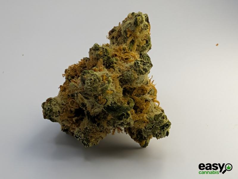 קנאביס רפואי תפרחת קליפסו - T22/C4 - Calypso מדוקאן יום\לילה - היברידי