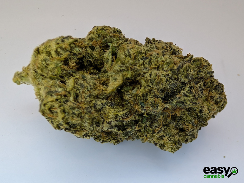 קנאביס רפואי תפרחת אריאה - T22/C4 - Aria מדוקאן לילה - אינדיקה