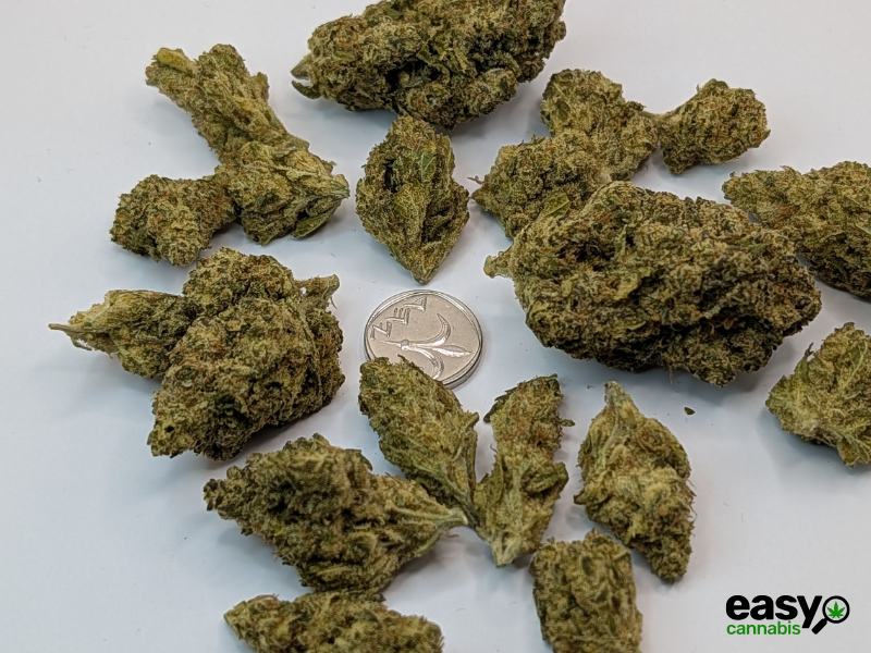 קנאביס רפואי תפרחת אריאה - T22/C4 - Aria מדוקאן לילה - אינדיקה