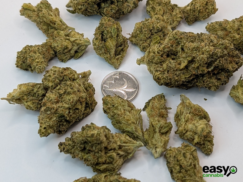 קנאביס רפואי תפרחת אריאה - T22/C4 - Aria מדוקאן לילה - אינדיקה