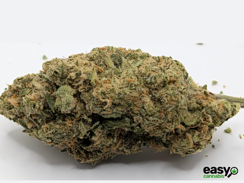 קנאביס רפואי תפרחת אלגרו - T22/C4 - Allegro מדוקאן יום - סאטיבה