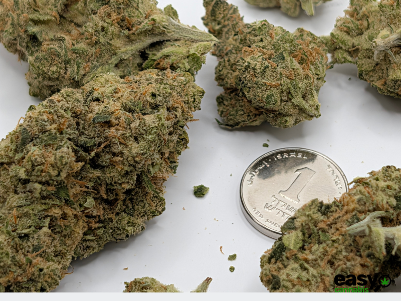 קנאביס רפואי תפרחת אלגרו - T22/C4 - Allegro מדוקאן יום - סאטיבה