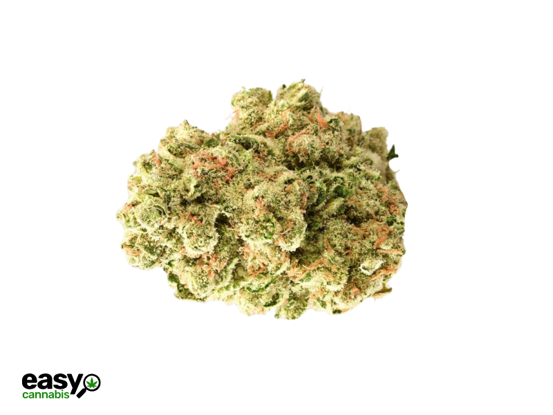 קנאביס רפואי תפרחת ג'י אס סי - T15/C3 - GSC פלאנטיס יום\לילה - היברידי