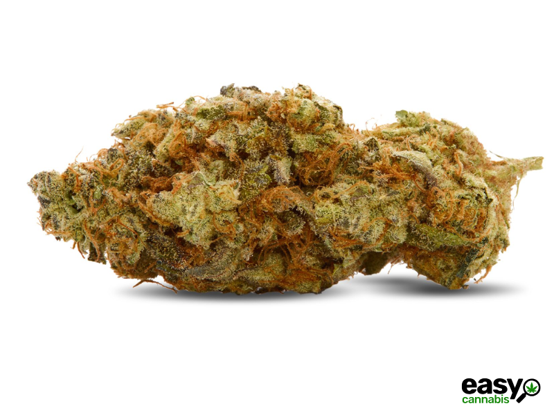 קנאביס רפואי תפרחת דוב סיקיי - T22/C4 - Doov CK איי.אמ.סי יום\לילה - היברידי