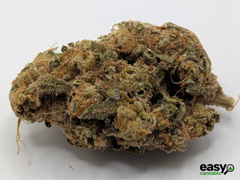 קנאביס רפואי תפרחת דוב סיקיי - T22/C4 - Doov CK איי.אמ.סי יום\לילה - היברידי