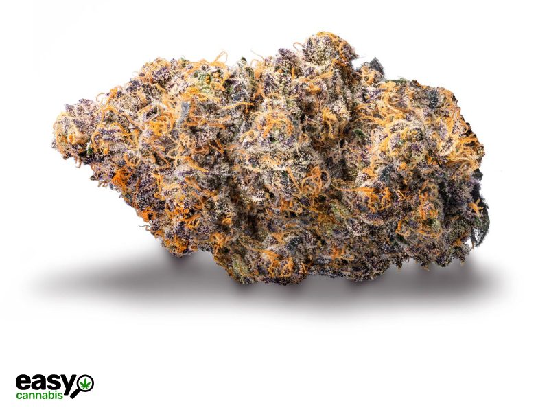 קנאביס רפואי תפרחת באצ'לטו - T22/C4 - BACLTO איי.אמ.סי לילה - אינדיקה