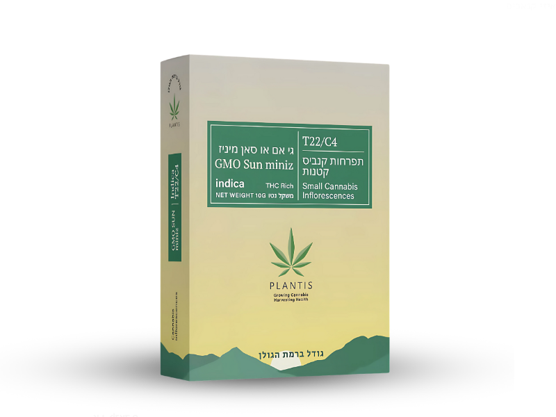 קנאביס רפואי תפרחת ג'י אם או סאן מיניז - T22/C4 - GMO Sun Mini פלאנטיס לילה - אינדיקה