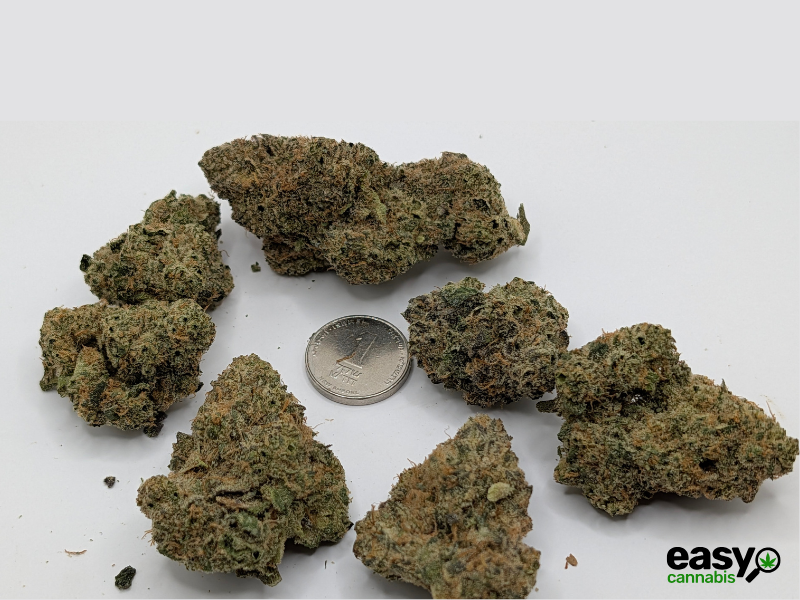 קנאביס רפואי תפרחת רינץ' איקס - T22/C4 - Rinch X גרינקום יום\לילה - היברידי