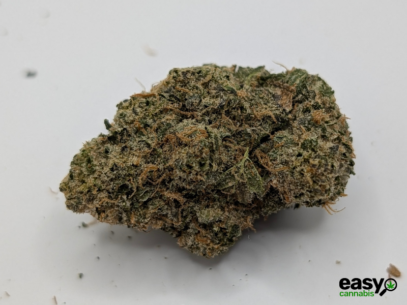 קנאביס רפואי תפרחת רינץ' איקס - T22/C4 - Rinch X גרינקום יום\לילה - היברידי