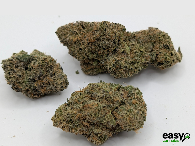 קנאביס רפואי תפרחת רינץ' איקס - T22/C4 - Rinch X גרינקום יום\לילה - היברידי