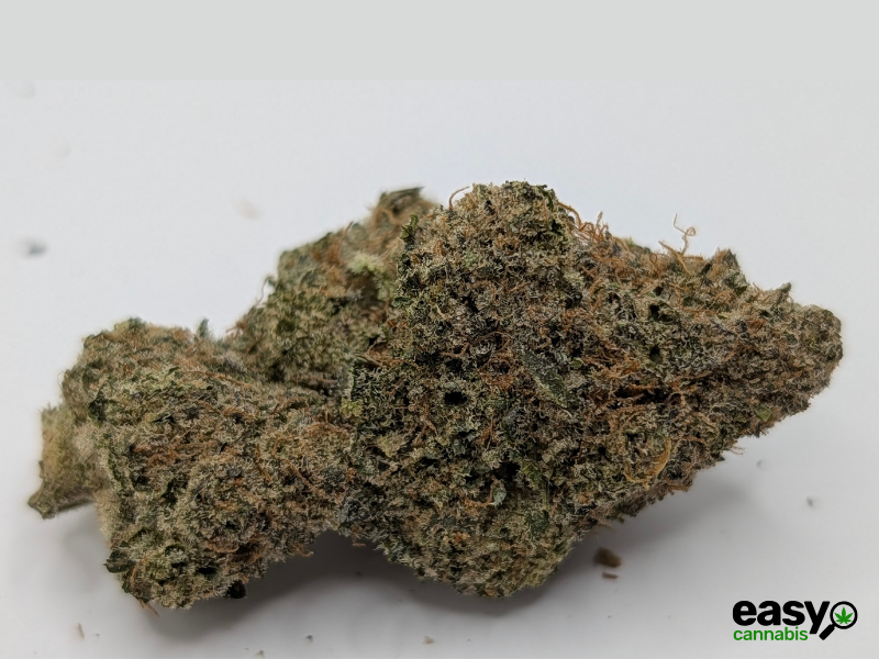 קנאביס רפואי תפרחת רינץ' איקס - T22/C4 - Rinch X גרינקום יום\לילה - היברידי