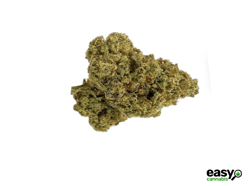 קנאביס רפואי תפרחת טנג'ו - T22/C4 - Tanjo שיח מדיקל יום - סאטיבה