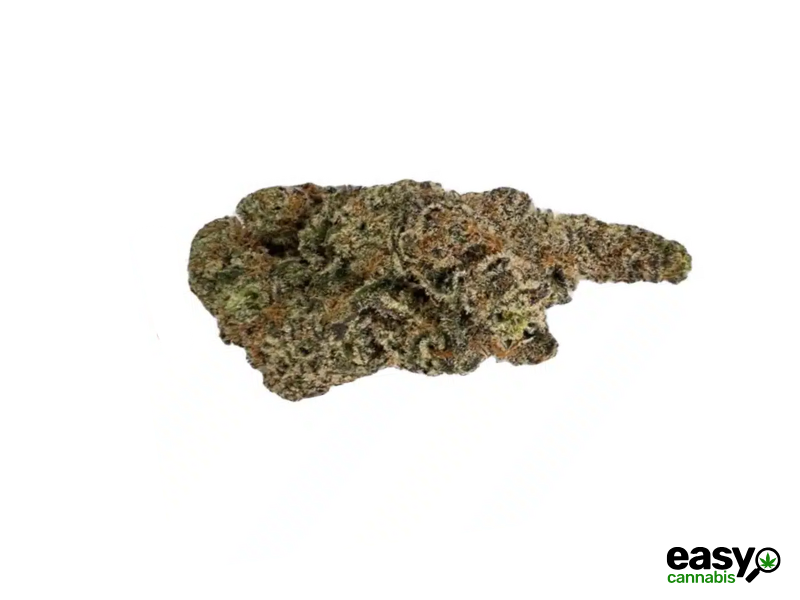 קנאביס רפואי תפרחת סבסטיאן - T22/C4 - SEBASTIAN שיח מדיקל לילה - אינדיקה