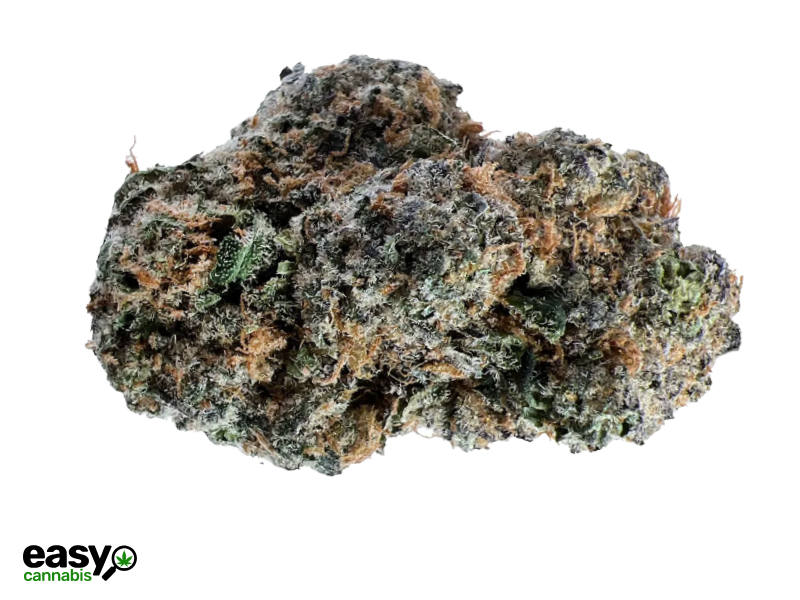 קנאביס רפואי תפרחת אייץ'18 מיני - T22/C4 - H18 שיח מדיקל לילה - אינדיקה