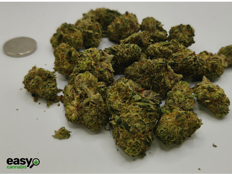 קנאביס רפואי תפרחת ג'י פי מיני - T22/C4 - GP Mini טריכום יום\לילה - היברידי