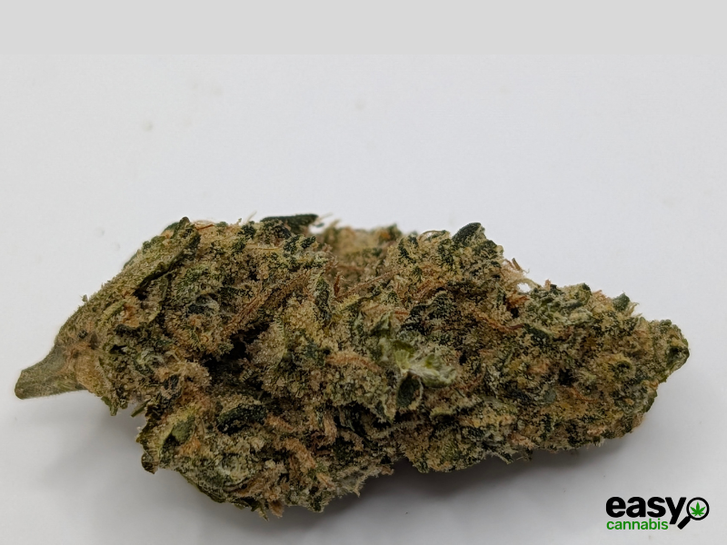 קנאביס רפואי תפרחת סנו לוטוס - T22/C4 - Snow Lotus פיס נטורלס לילה - אינדיקה