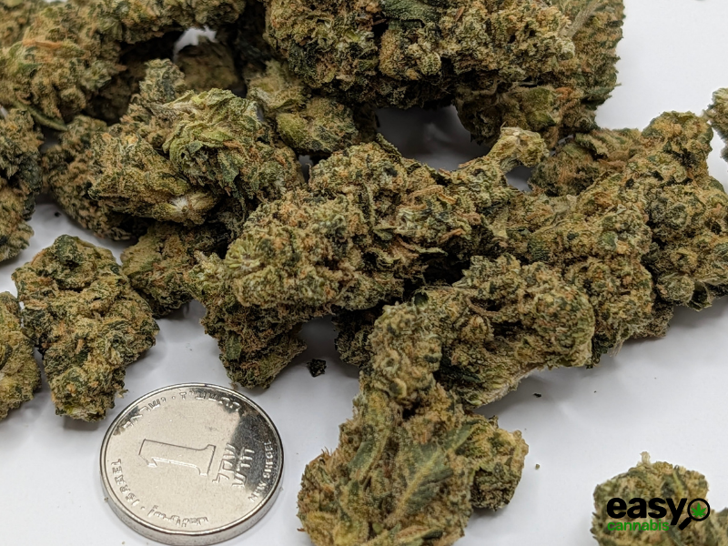 קנאביס רפואי תפרחת סנו לוטוס - T22/C4 - Snow Lotus פיס נטורלס לילה - אינדיקה