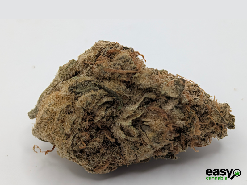 קנאביס רפואי תפרחת קיו-קוש - T22/C4 - Q-Kush גרין פארמה יום - סאטיבה