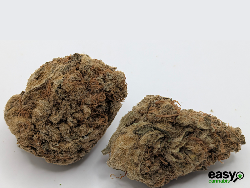 קנאביס רפואי תפרחת קיו-קוש - T22/C4 - Q-Kush גרין פארמה יום - סאטיבה