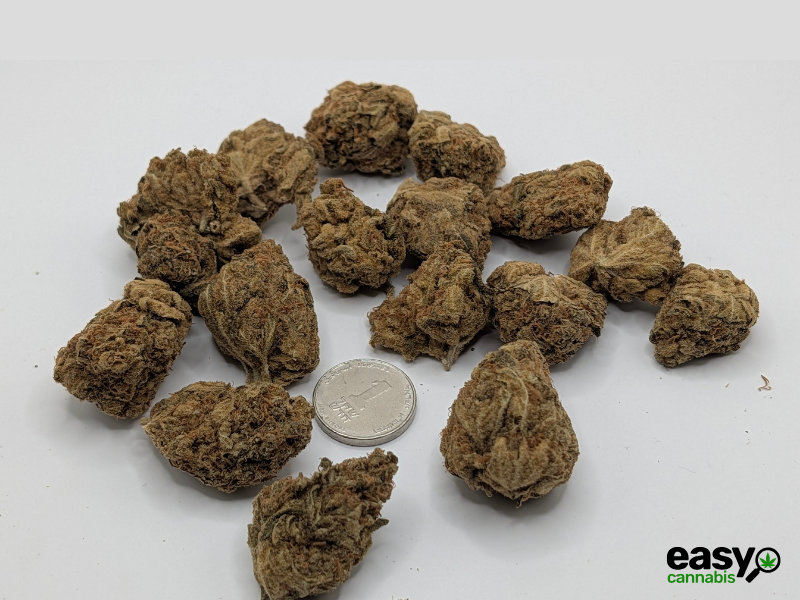 קנאביס רפואי תפרחת קיו-קוש - T22/C4 - Q-Kush גרין פארמה יום - סאטיבה