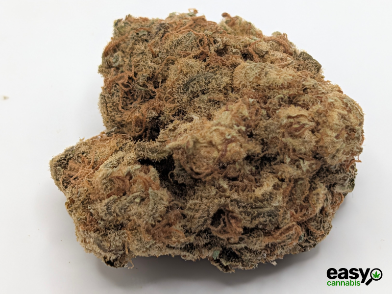 קנאביס רפואי תפרחת קיו-קוש - T22/C4 - Q-Kush גרין פארמה יום - סאטיבה