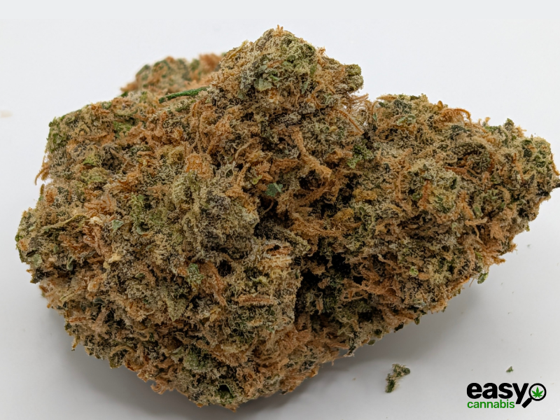 קנאביס רפואי תפרחת לגאטו  - T22/C4 - Legato מדוקאן לילה - אינדיקה