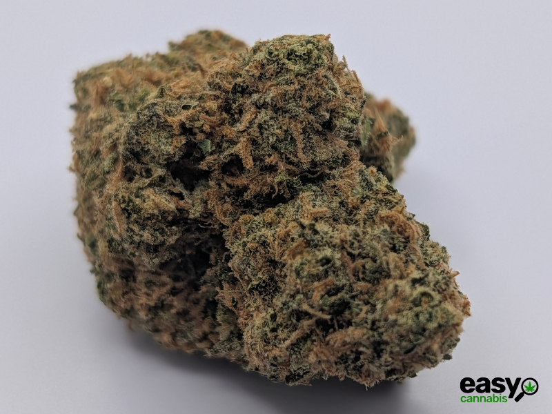 קנאביס רפואי תפרחת לגאטו  - T22/C4 - Legato מדוקאן לילה - אינדיקה