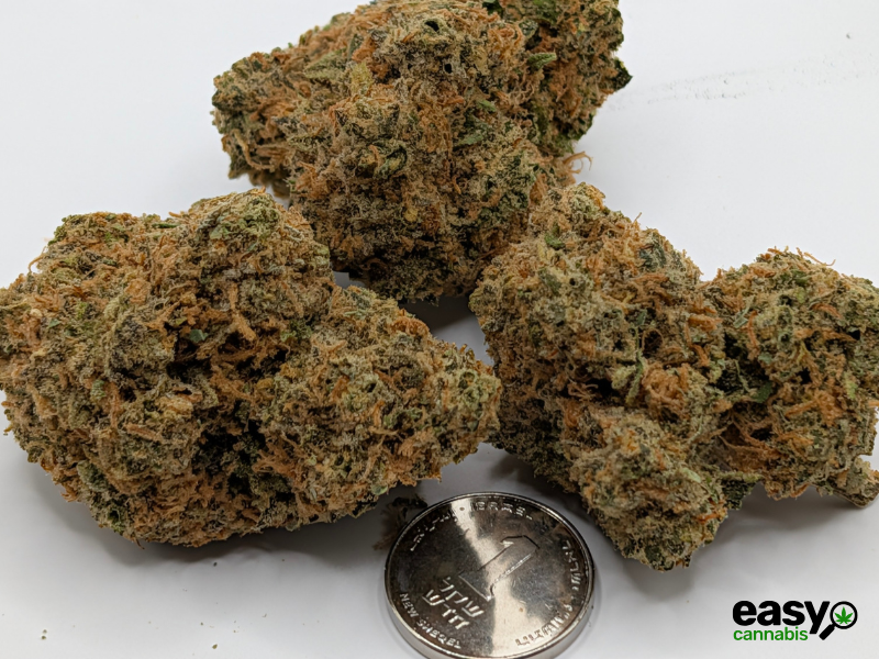 קנאביס רפואי תפרחת לגאטו  - T22/C4 - Legato מדוקאן לילה - אינדיקה