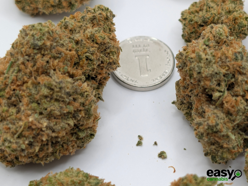 קנאביס רפואי תפרחת לגאטו  - T22/C4 - Legato מדוקאן לילה - אינדיקה