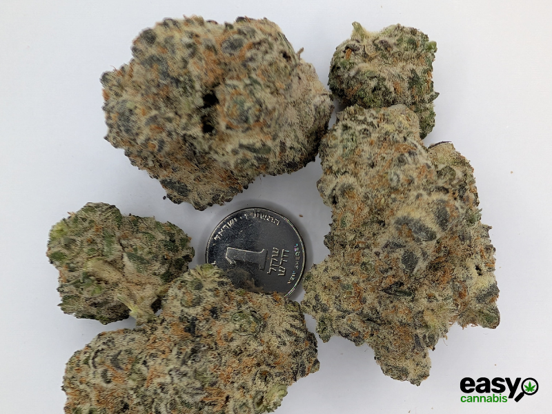 קנאביס רפואי תפרחת דאנטה - T22/C4 - Dante שיח מדיקל לילה - אינדיקה